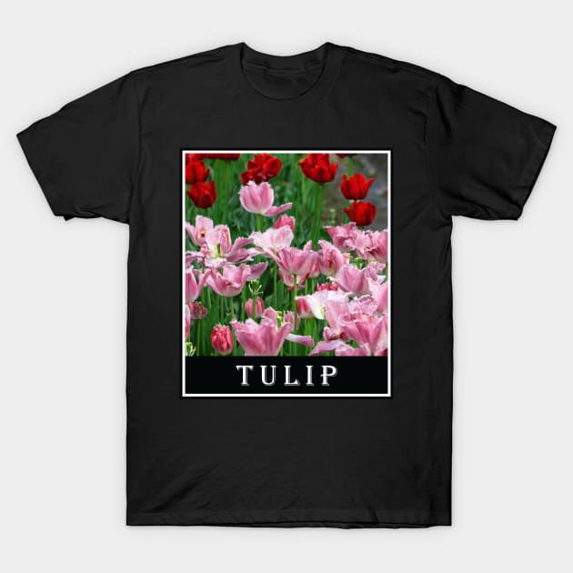 Beautiful Combination of Red Tulip Flower and Pink Tulip Flower Photography T-Shirt by carlesclan